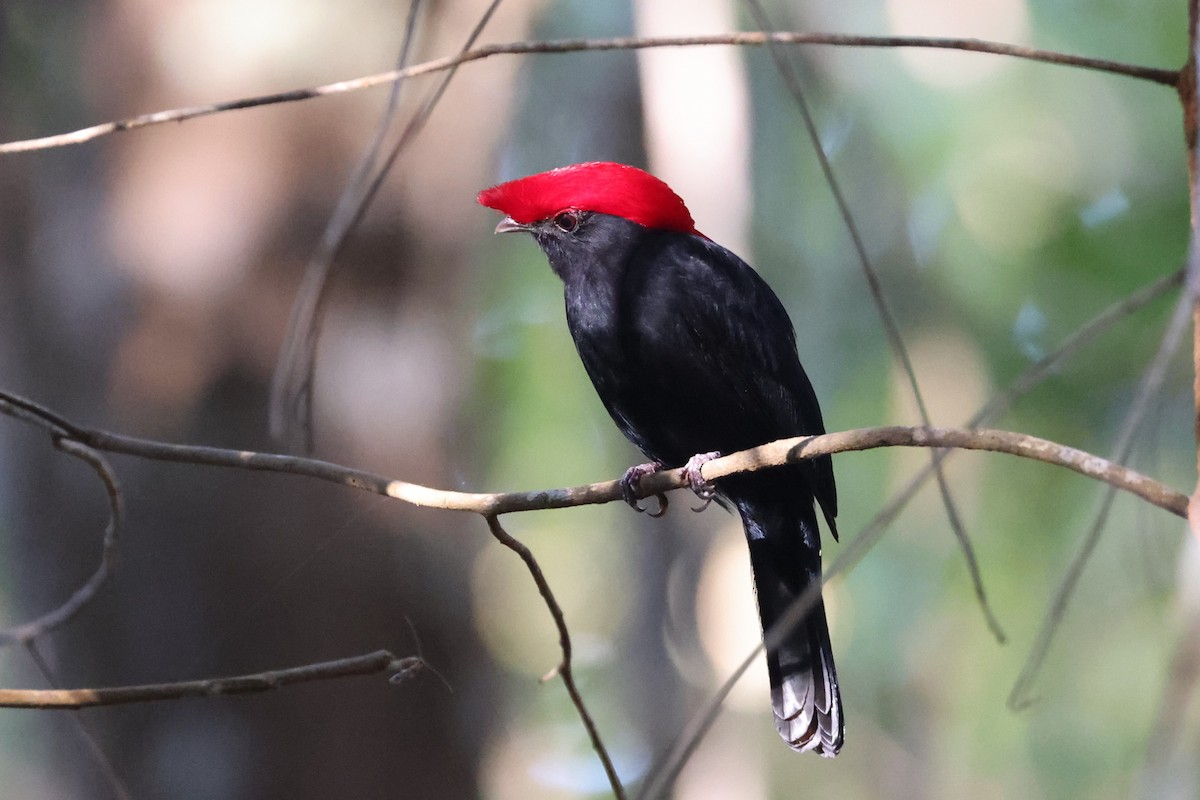 Helmeted Manakin - Charles Davies