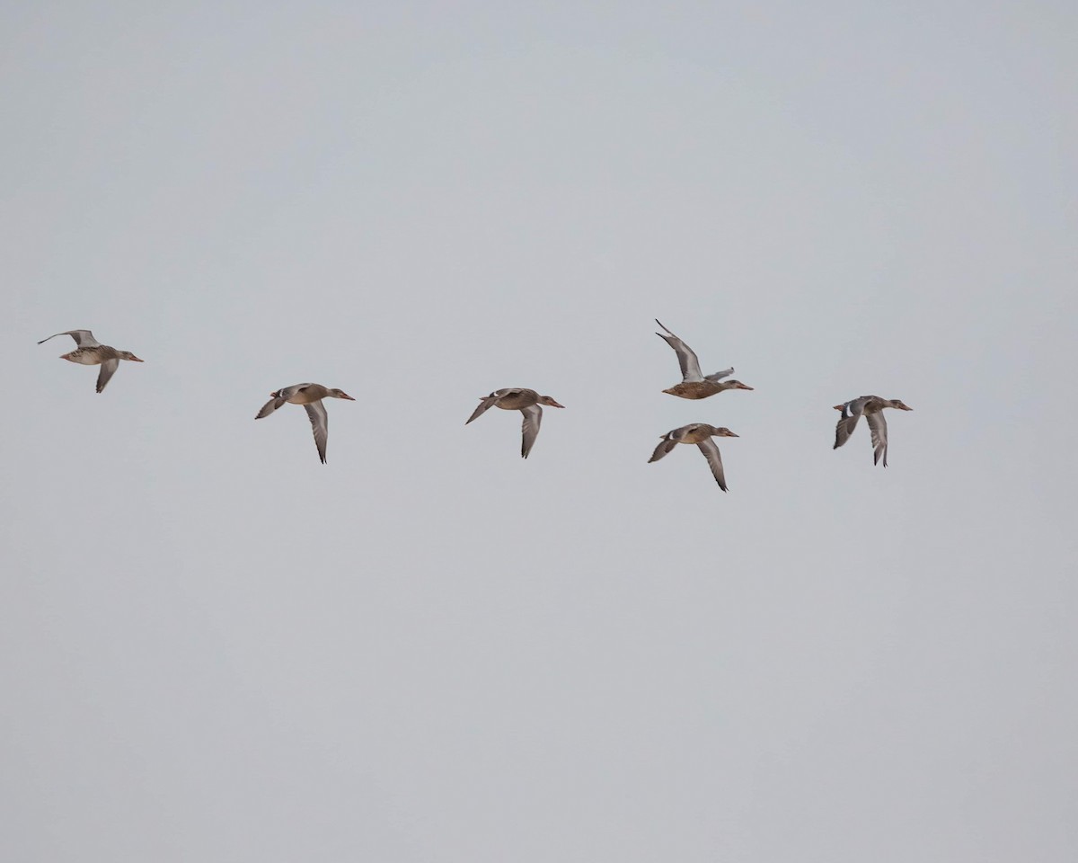 Northern Shoveler - ML613000177