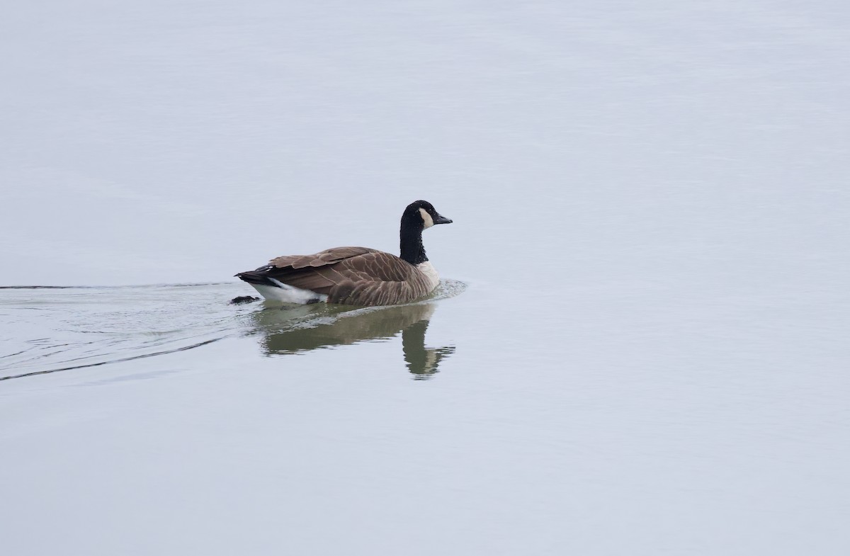 Canada Goose - ML613000226