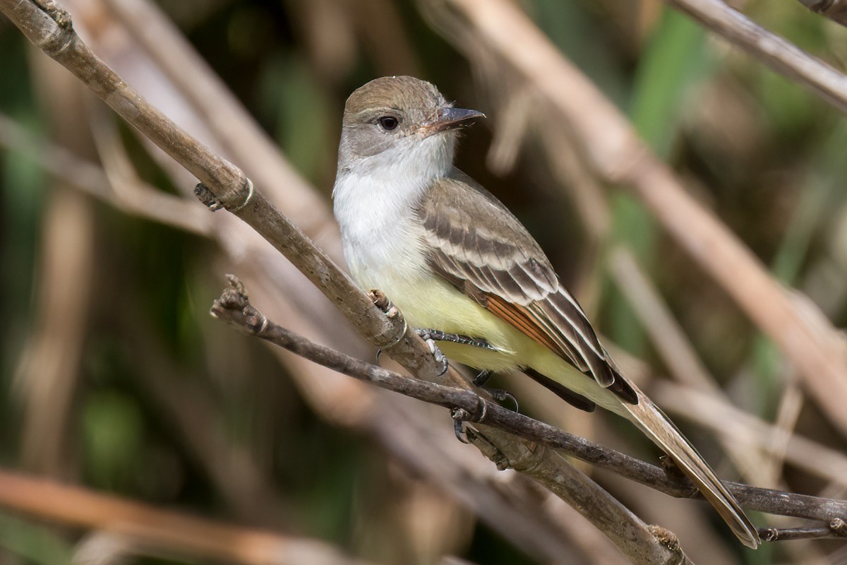 Ash-throated Flycatcher - Brett Hoffman