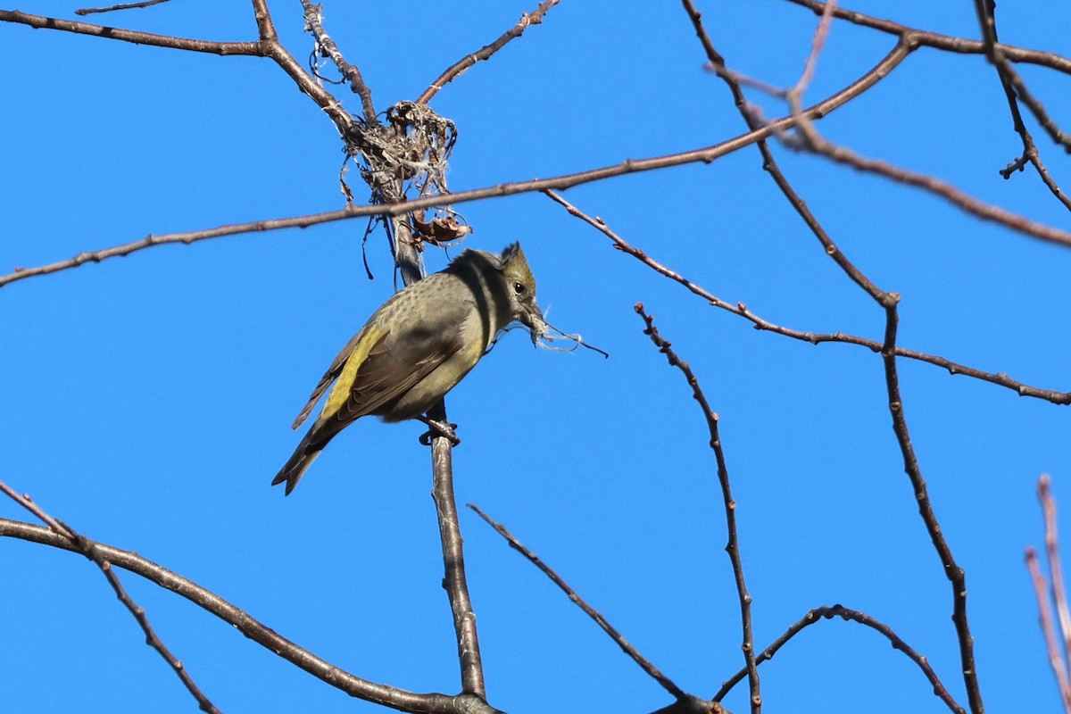 Red Crossbill (Douglas-fir or type 4) - ML613000266