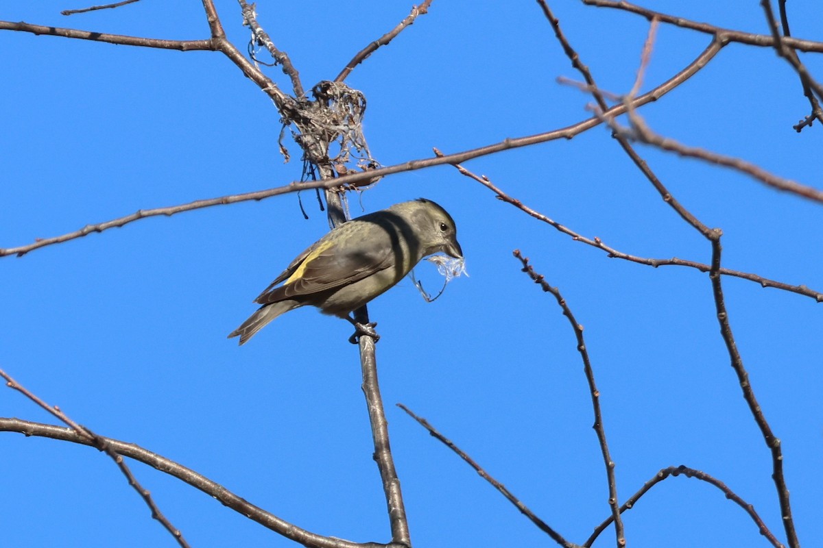 Red Crossbill (Douglas-fir or type 4) - ML613000267