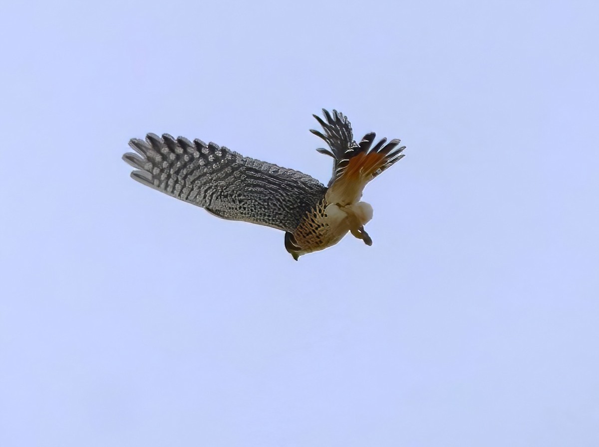 American Kestrel - ML613000282