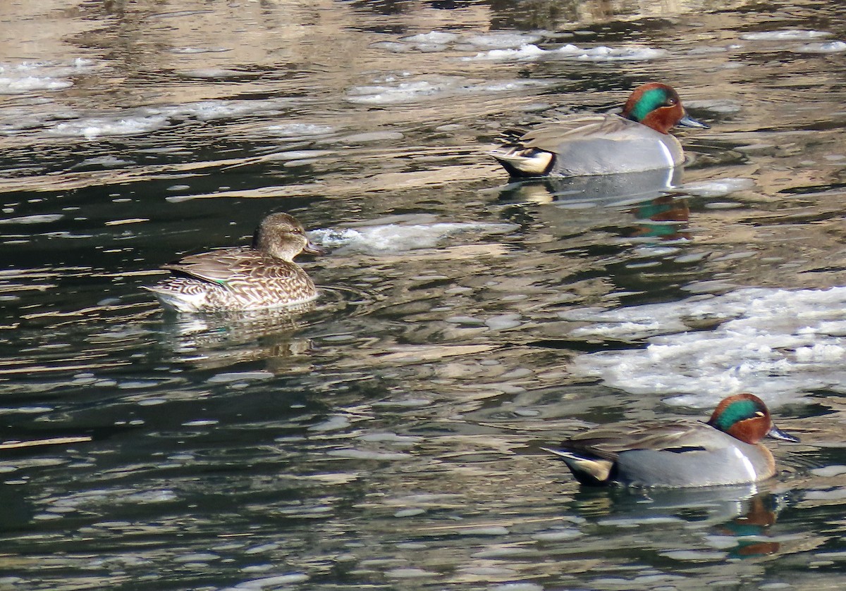 Green-winged Teal - ML613000322