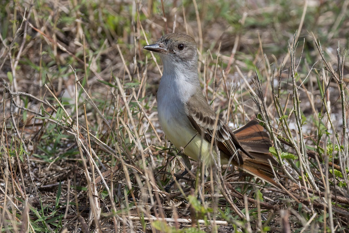 Ash-throated Flycatcher - ML613000352