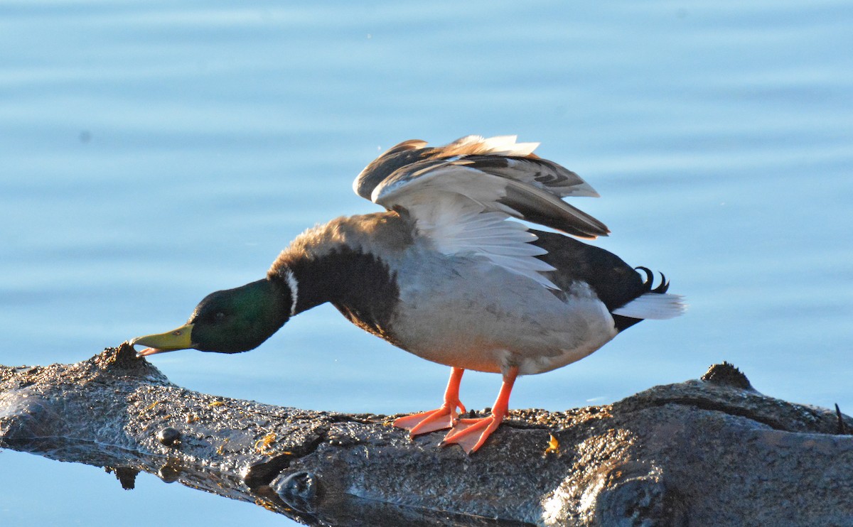 Mallard - Michael J Good