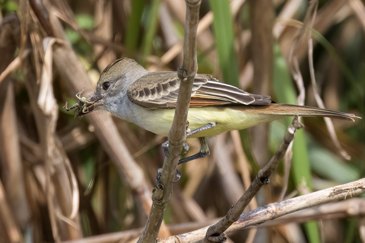 Ash-throated Flycatcher - Brett Hoffman