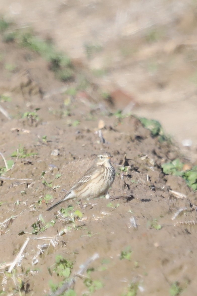 American Pipit - ML613000381