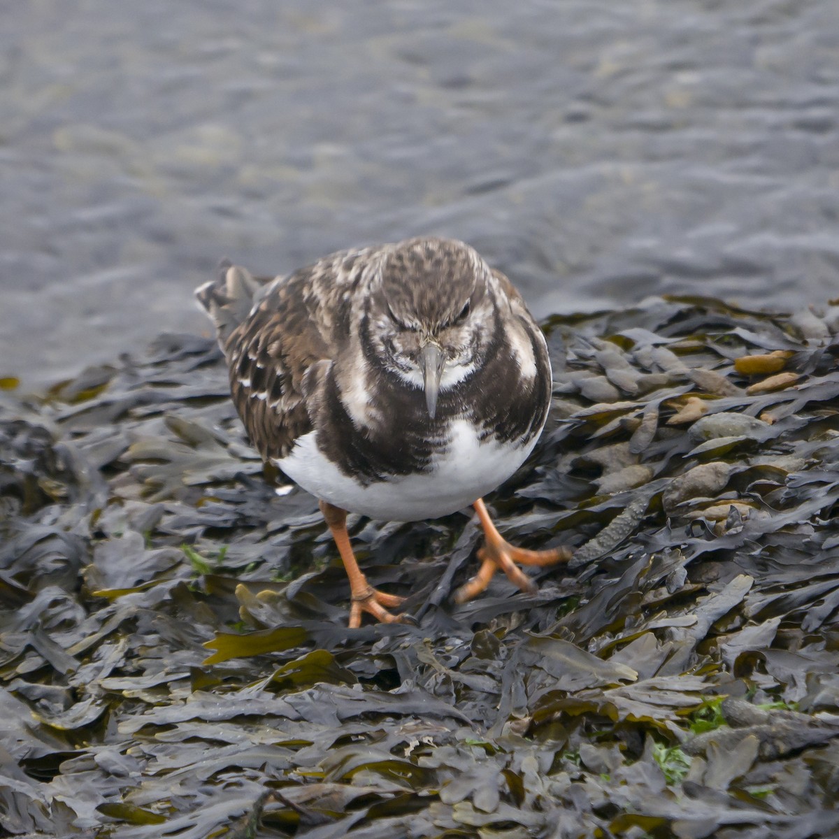 Ruddy Turnstone - Soheil Zendeh