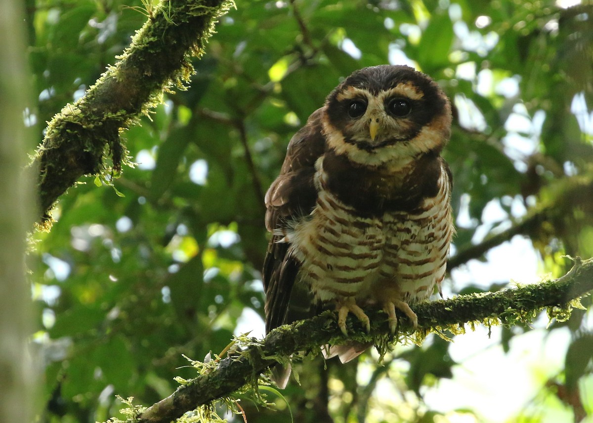 Band-bellied Owl - ML613000477