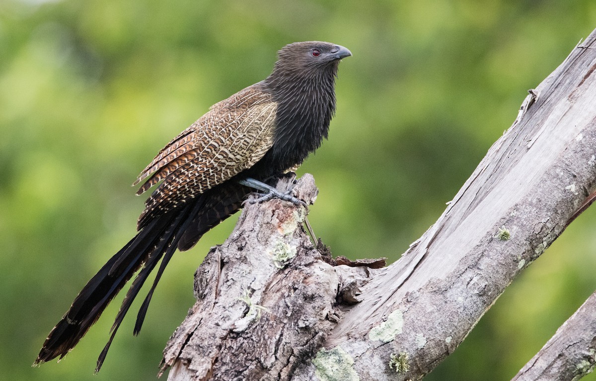 Pheasant Coucal - ML613000503