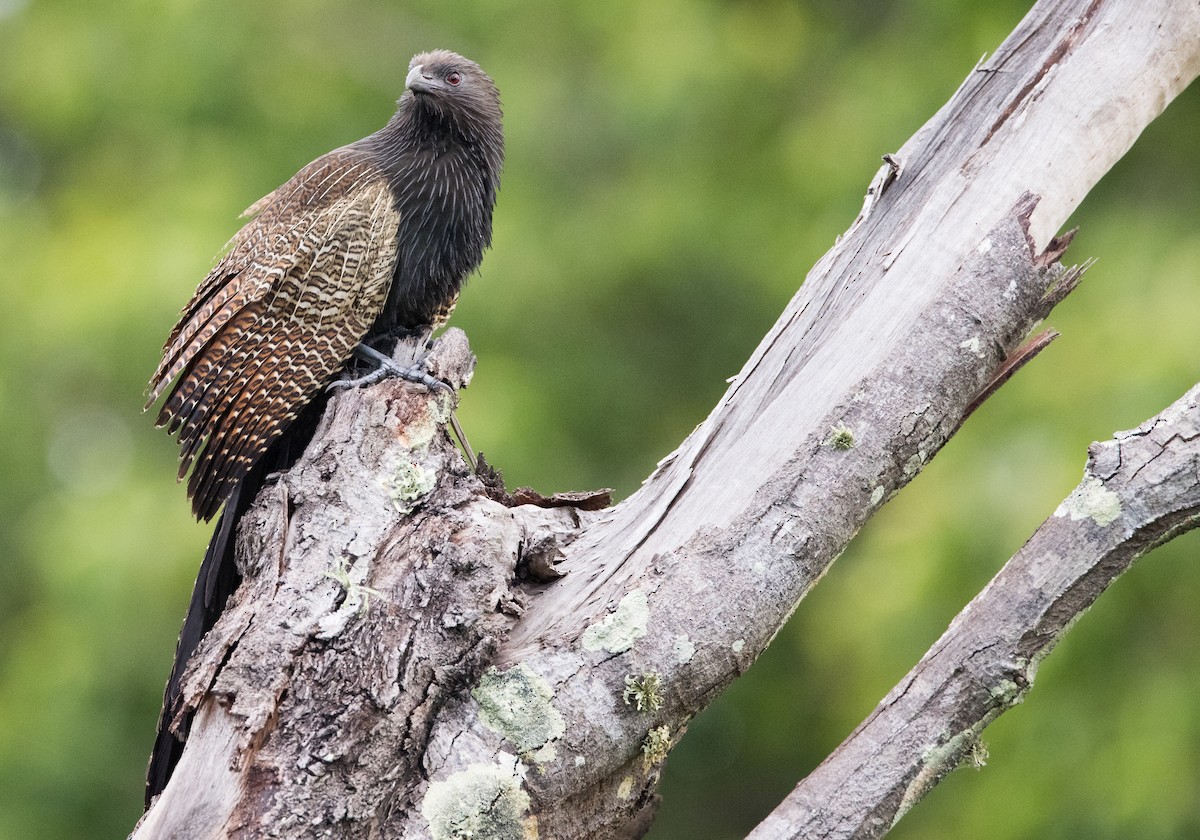 Pheasant Coucal - ML613000515