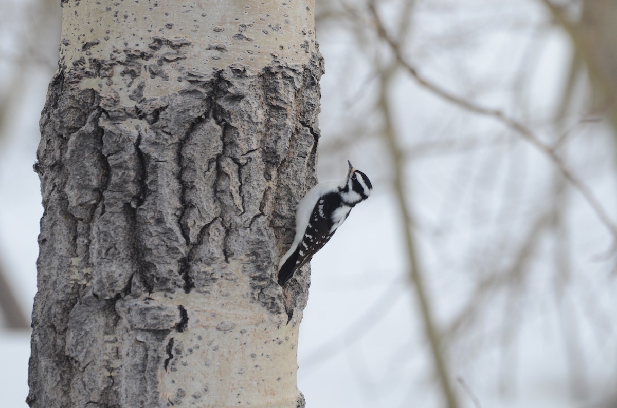 Downy Woodpecker - Leah Waldner