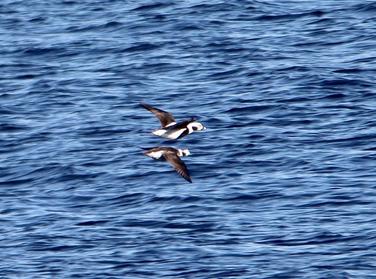 havelle - ML613000628