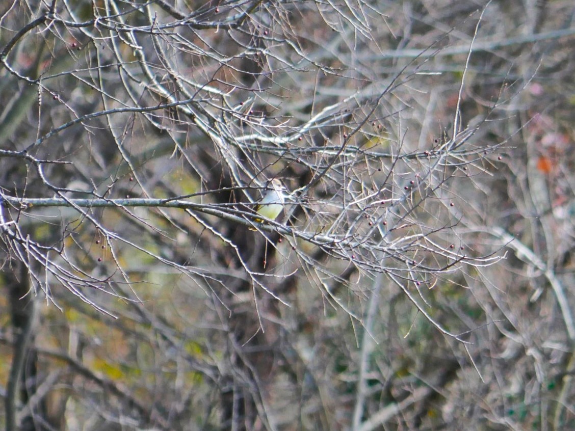 Ash-throated Flycatcher - Jake Streets