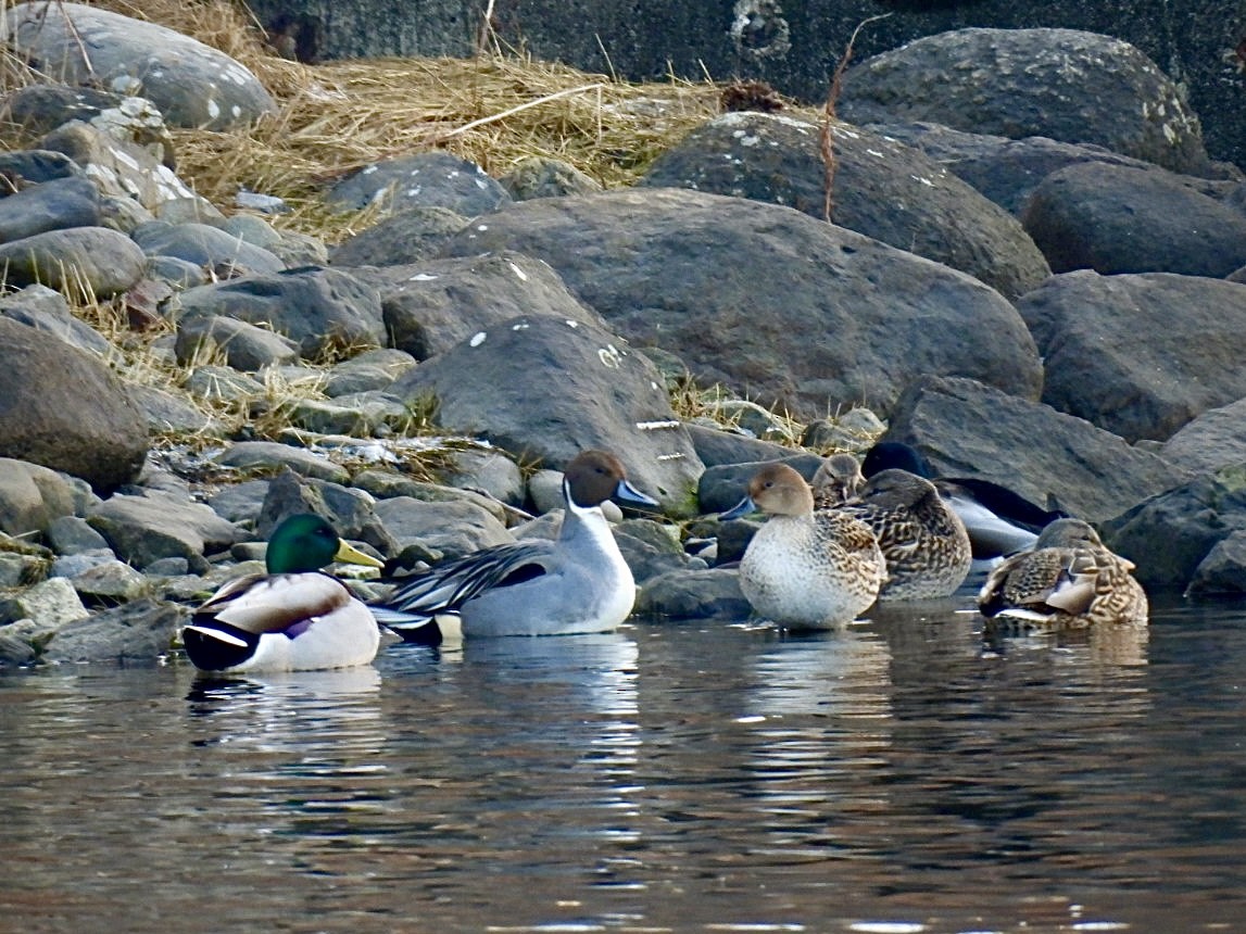 Northern Pintail - ML613000647