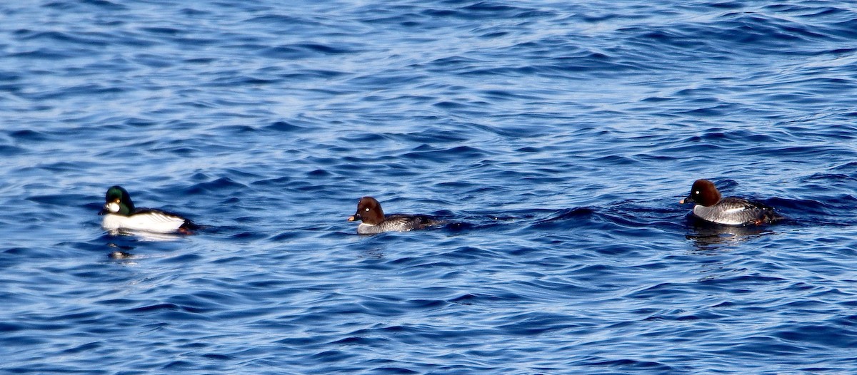 kvinand - ML613000650