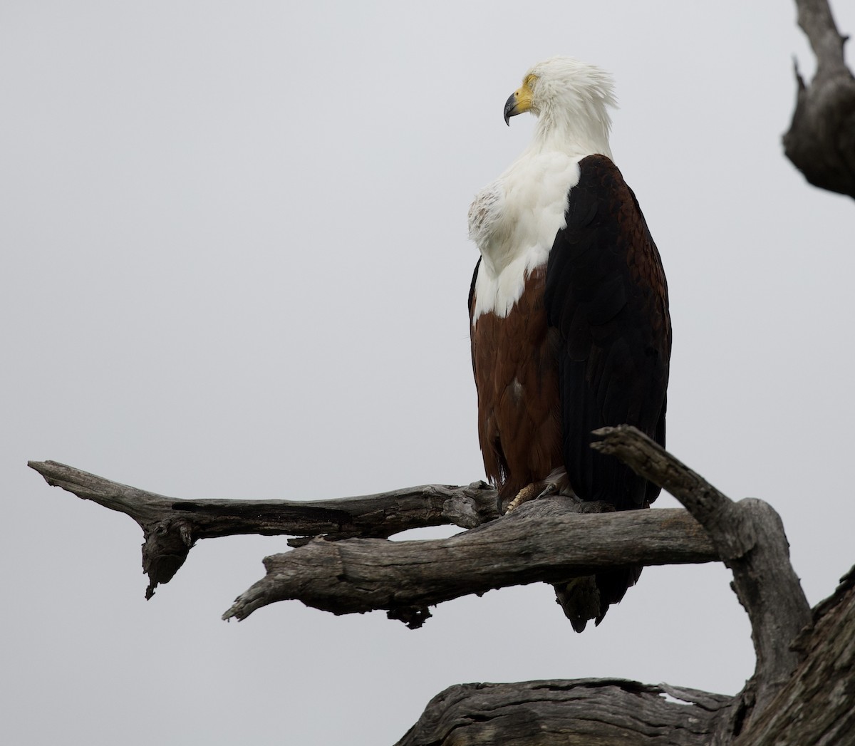 African Fish-Eagle - ML613000867