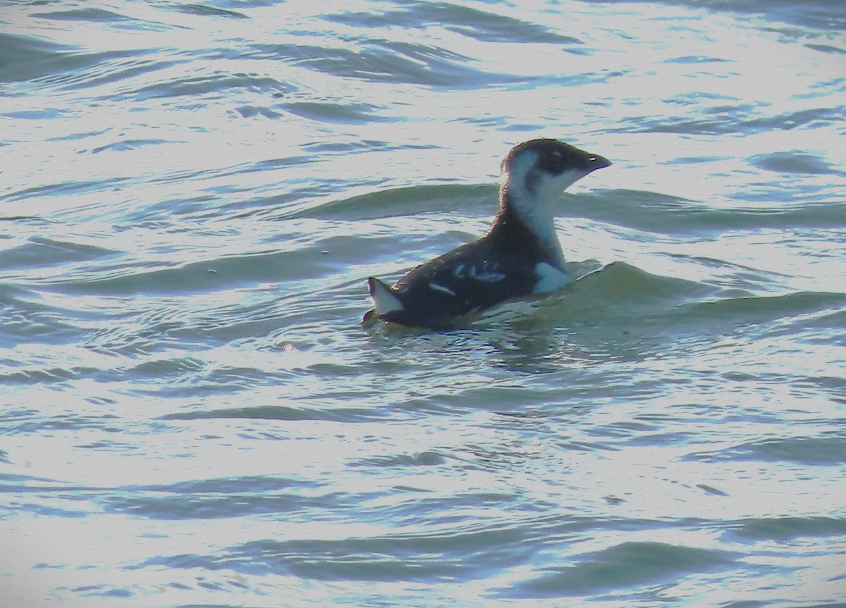 Gazza marina minore - ML613001002