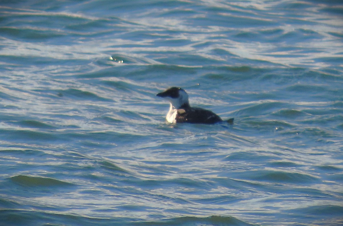 Gazza marina minore - ML613001003