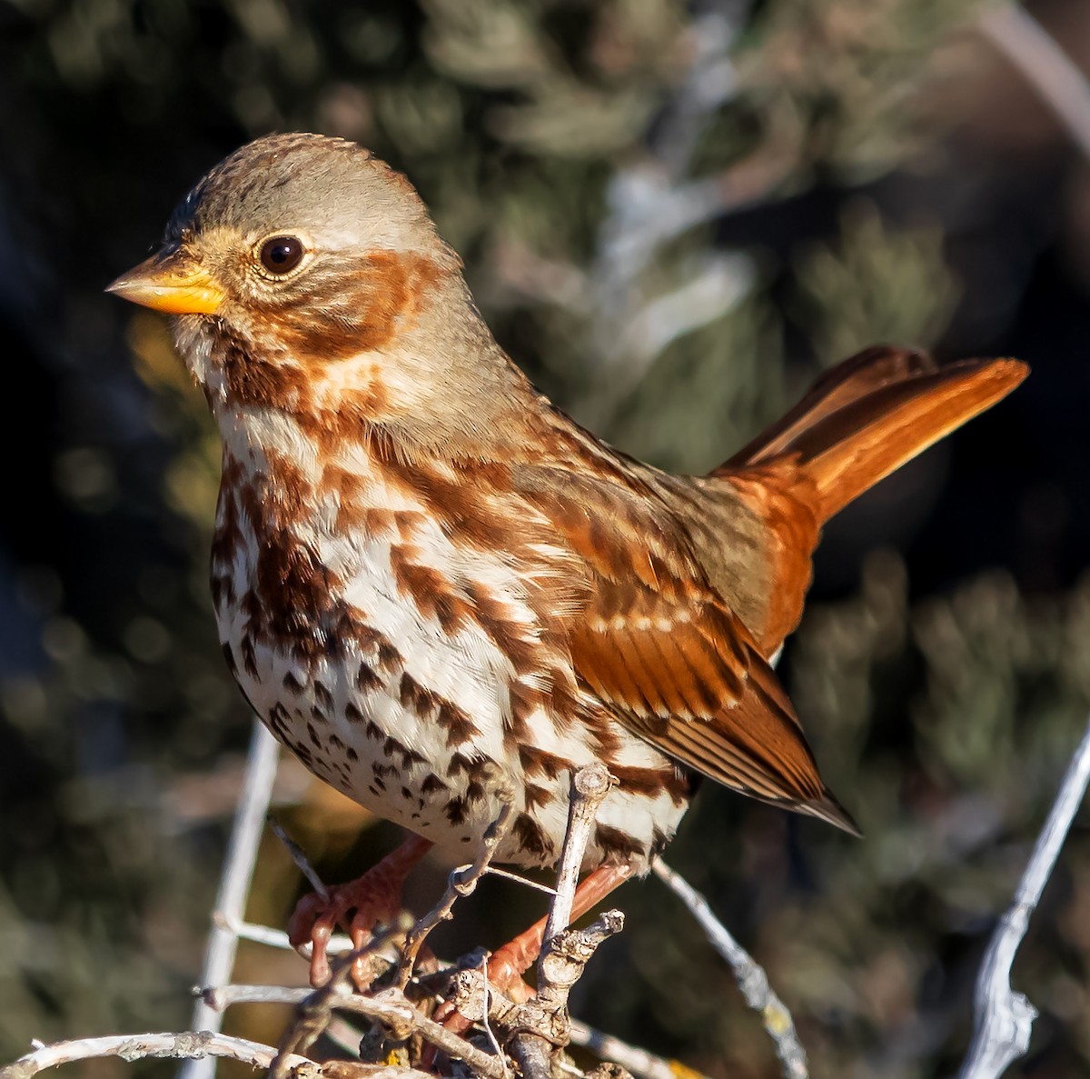 Fox Sparrow - ML613001176