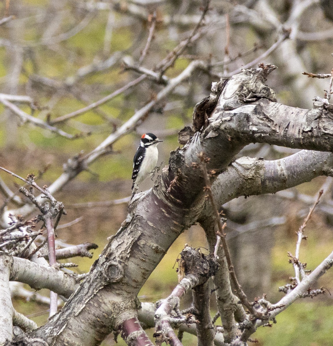 Downy Woodpecker - ML613001240