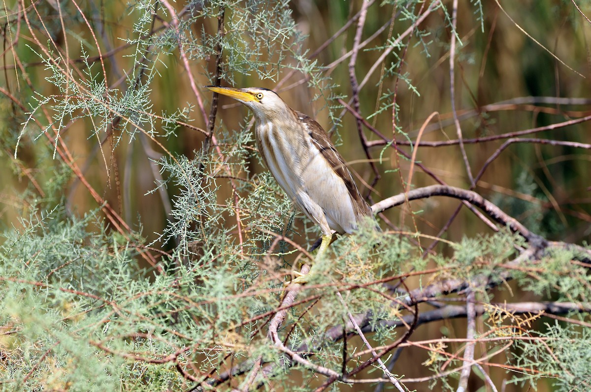 Little Bittern - ML613001250