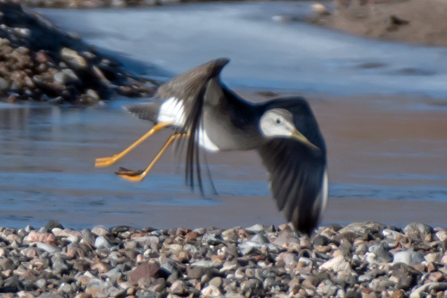 Greater Yellowlegs - ML613001253