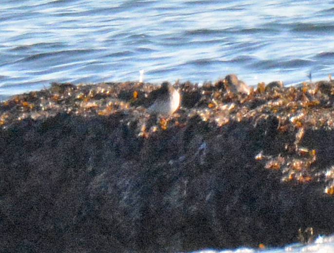 Purple Sandpiper - ML613001258