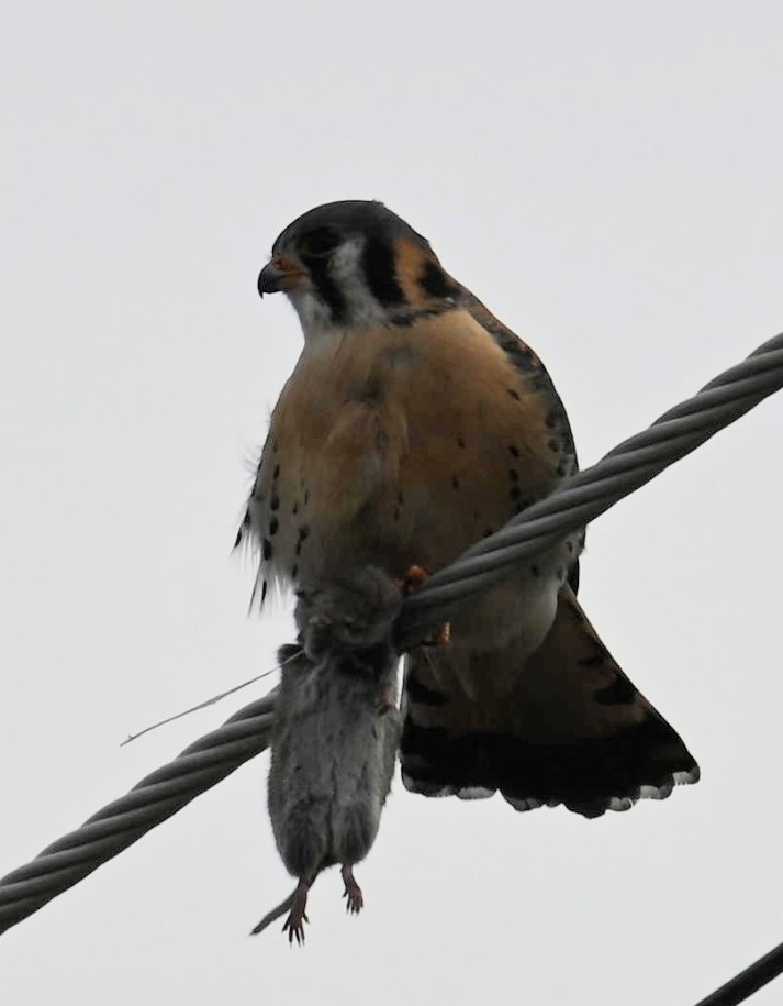 American Kestrel - ML613001268