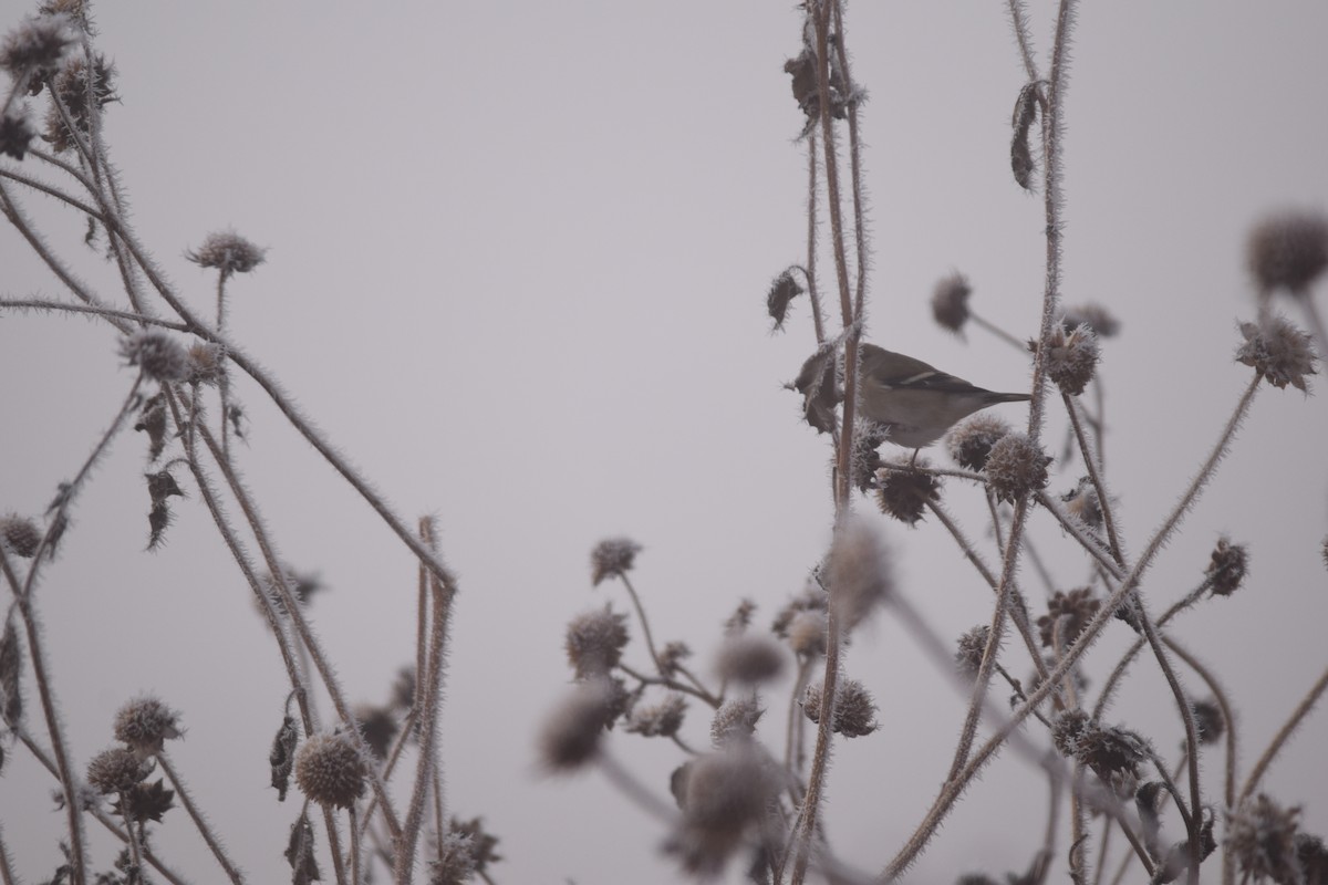 American Goldfinch - ML613001366