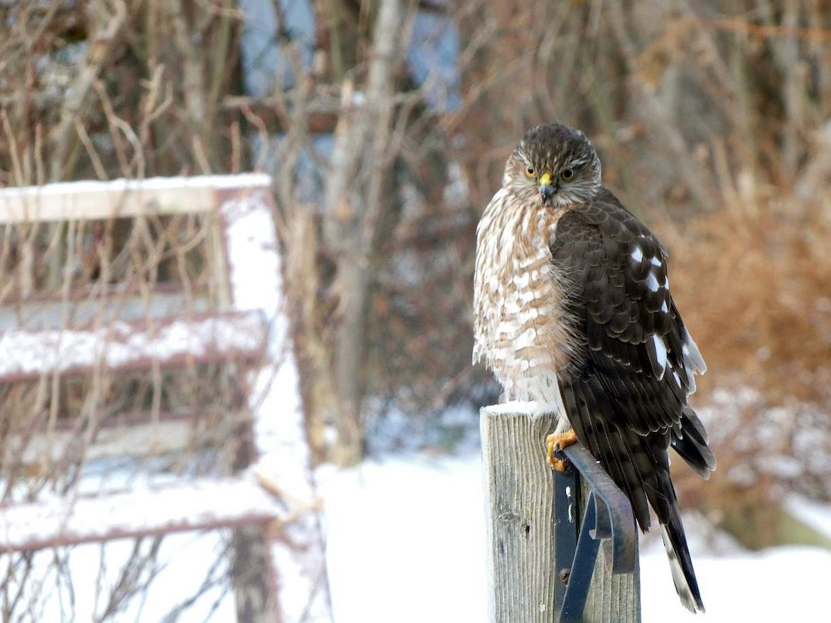 Sharp-shinned Hawk - ML613001379