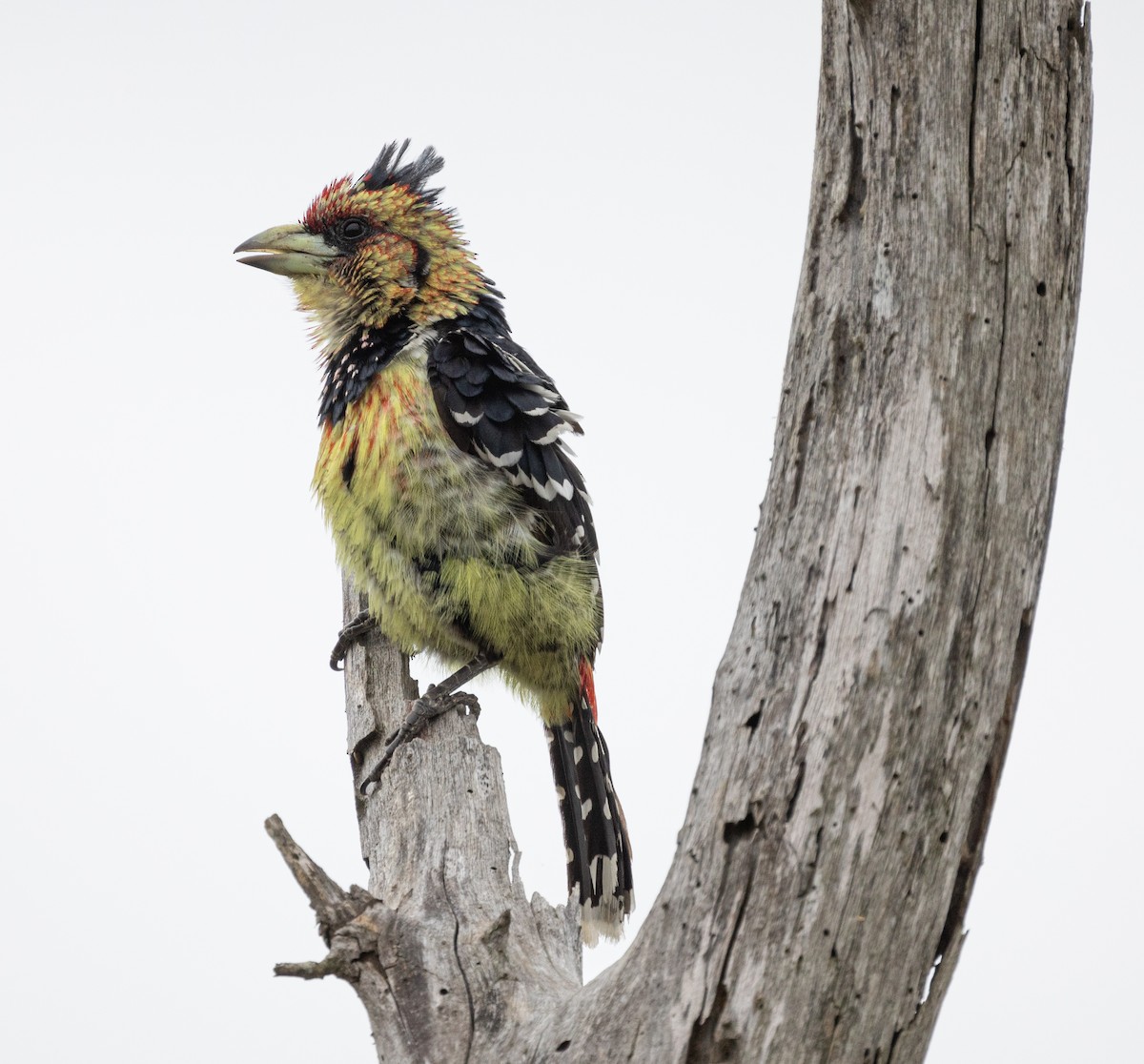 Crested Barbet - ML613001400