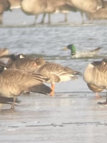 Greater White-fronted Goose - ML613001419