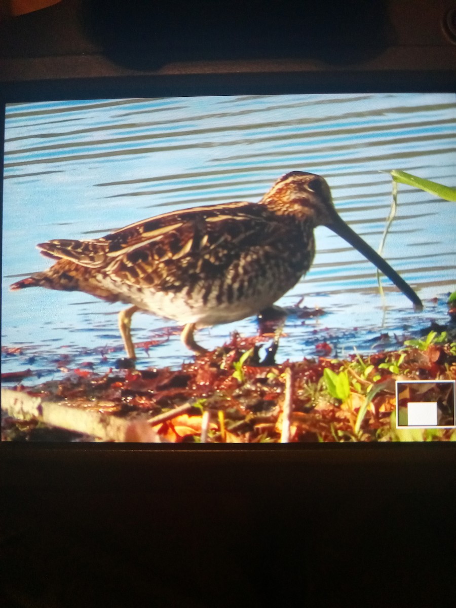 Wilson's Snipe - ML613001428