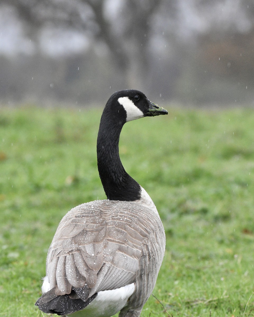 Canada Goose - Julie Doerr