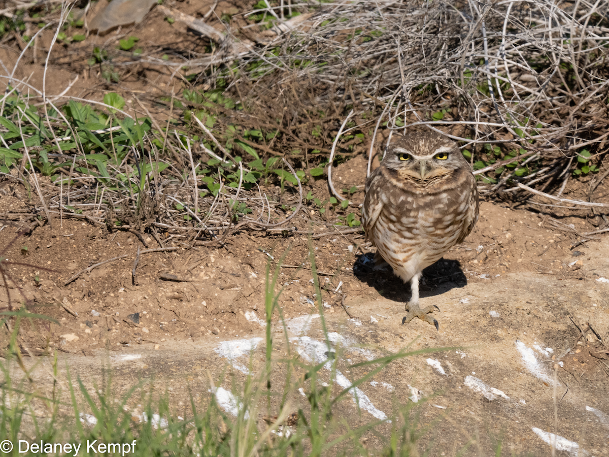 Burrowing Owl - ML613001476