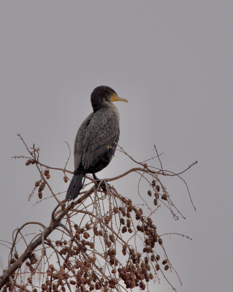 Cormoran à aigrettes - ML613001494