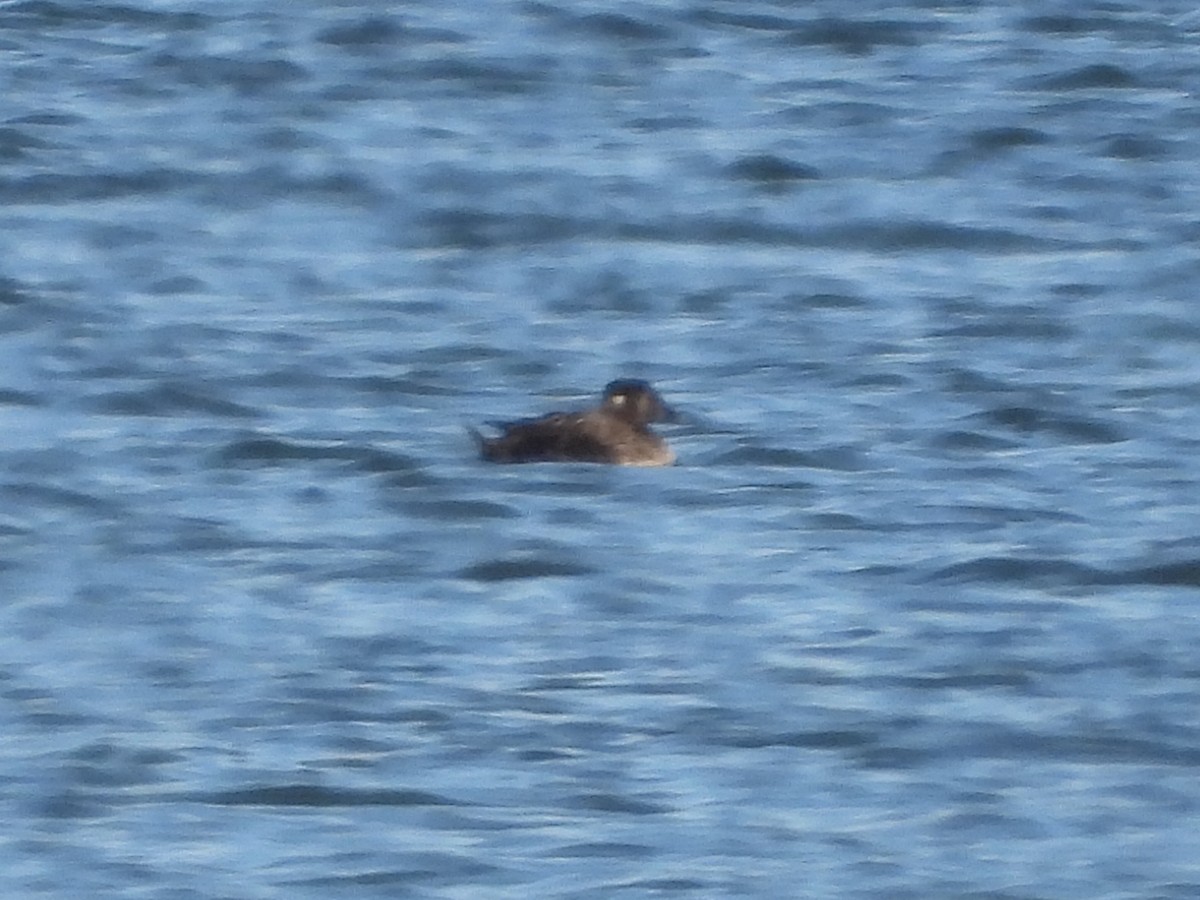 Surf Scoter - ML613001535