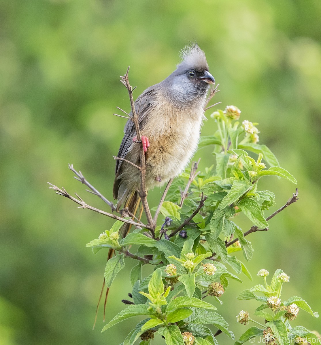 Speckled Mousebird - ML613001566