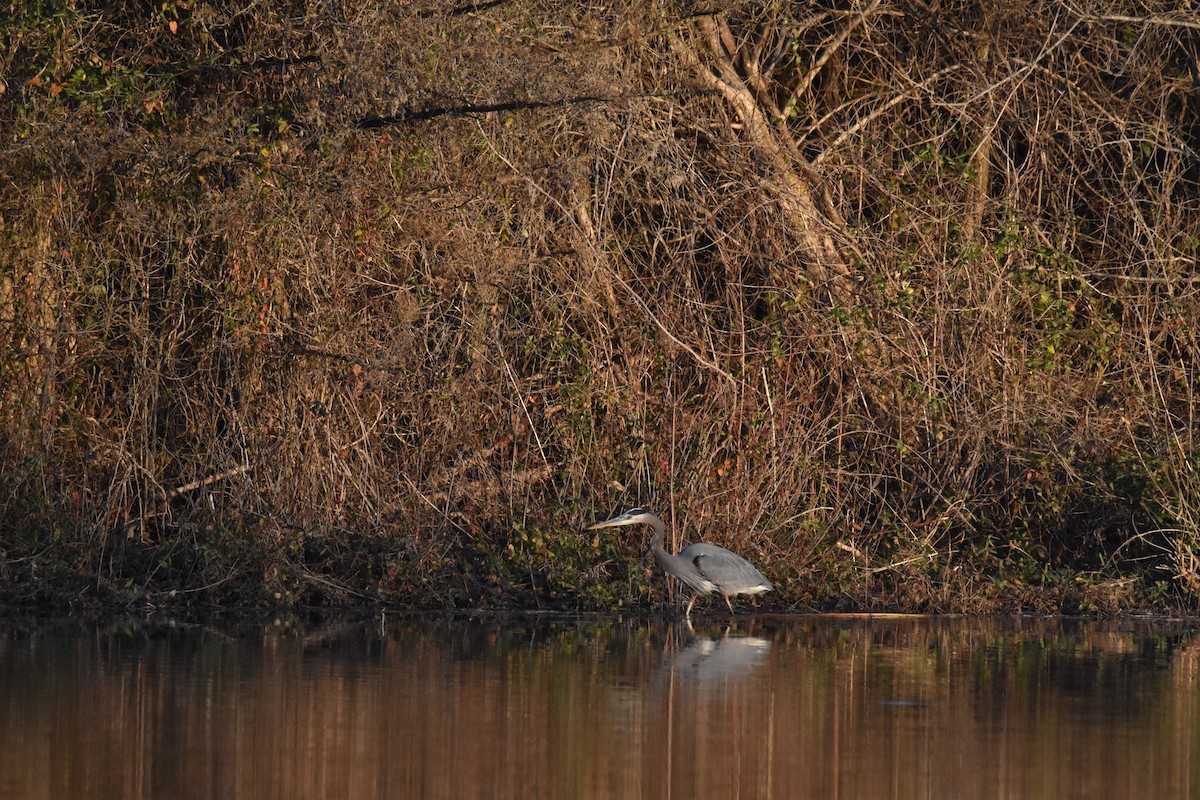 Great Blue Heron - ML613001619