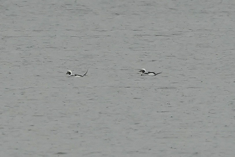 Long-tailed Duck - ML613001633