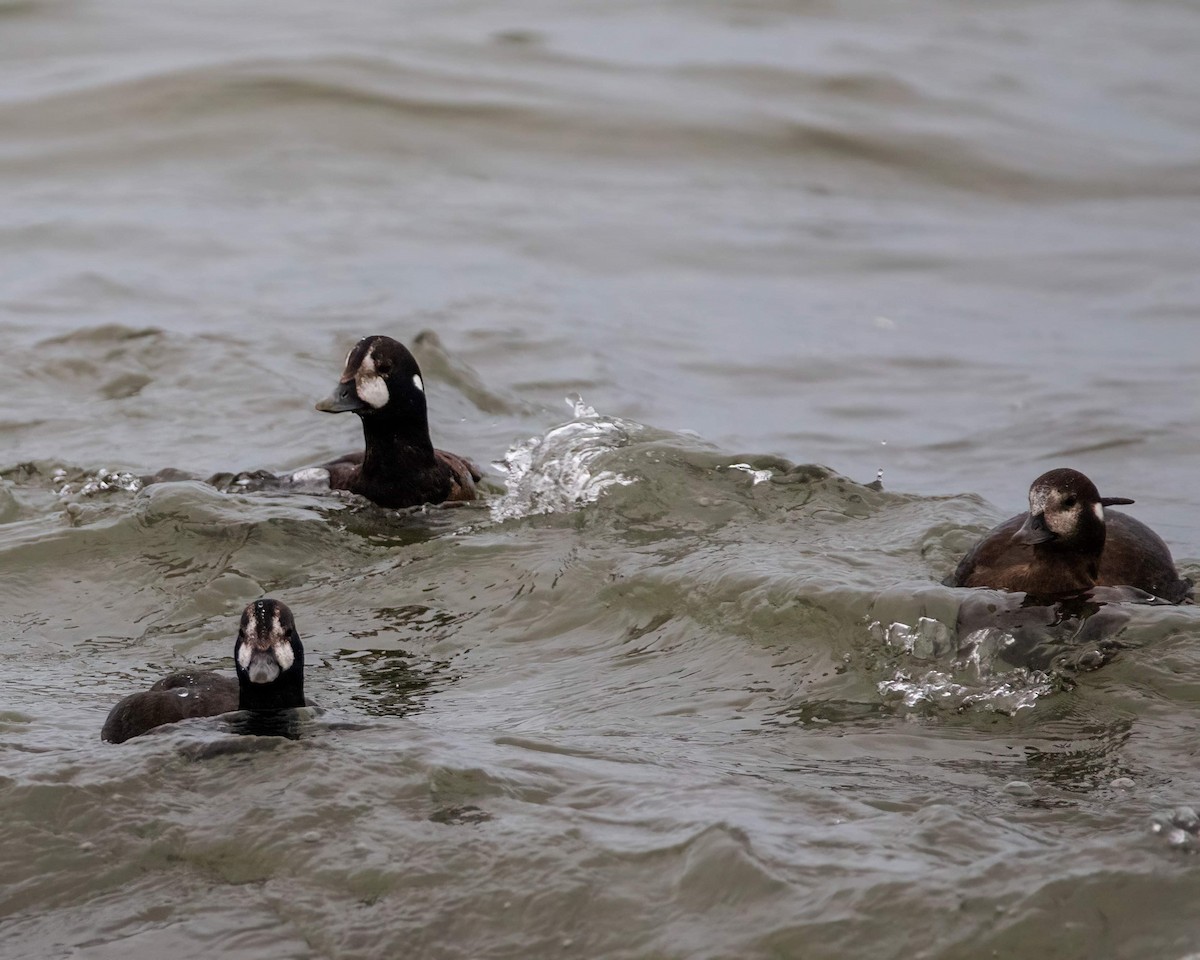 Harlequin Duck - ML613001641