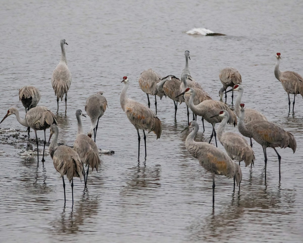 Sandhill Crane - ML613001648