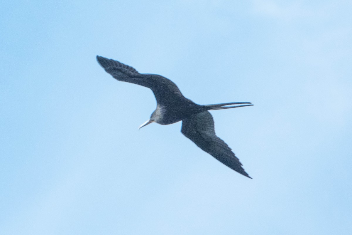 Magnificent Frigatebird - ML613001777