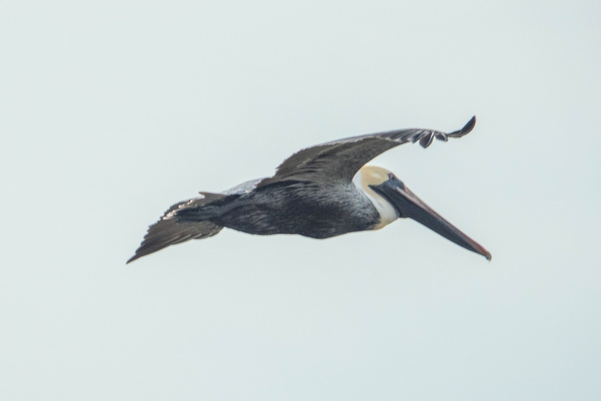 Brown Pelican - ML613001784