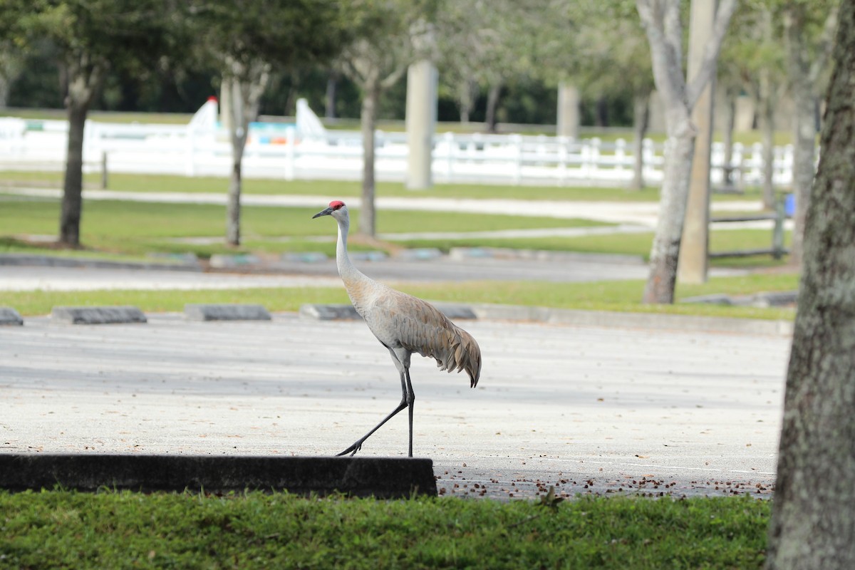 Grulla Canadiense - ML613001870