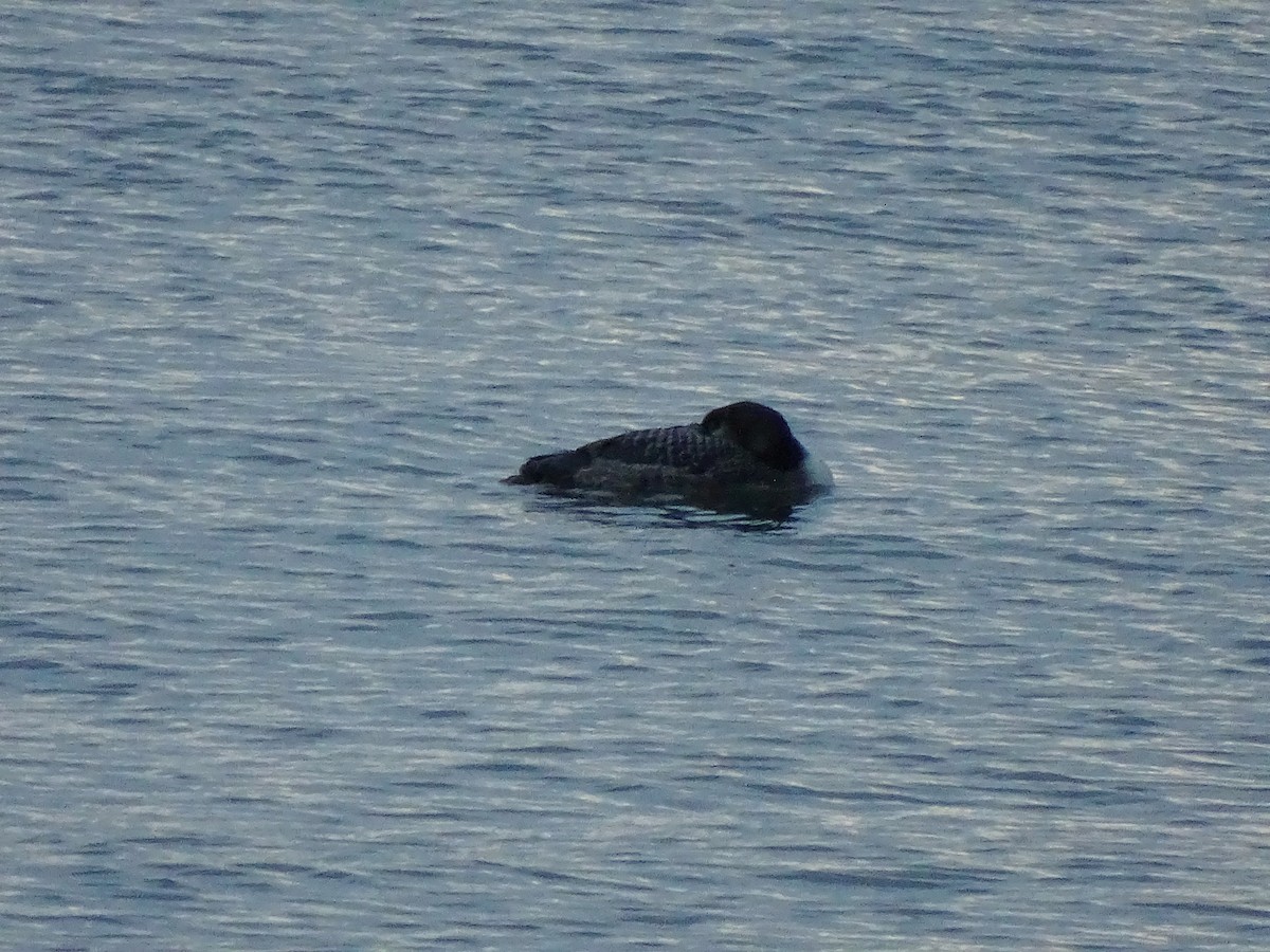 Common Loon - ML613001920