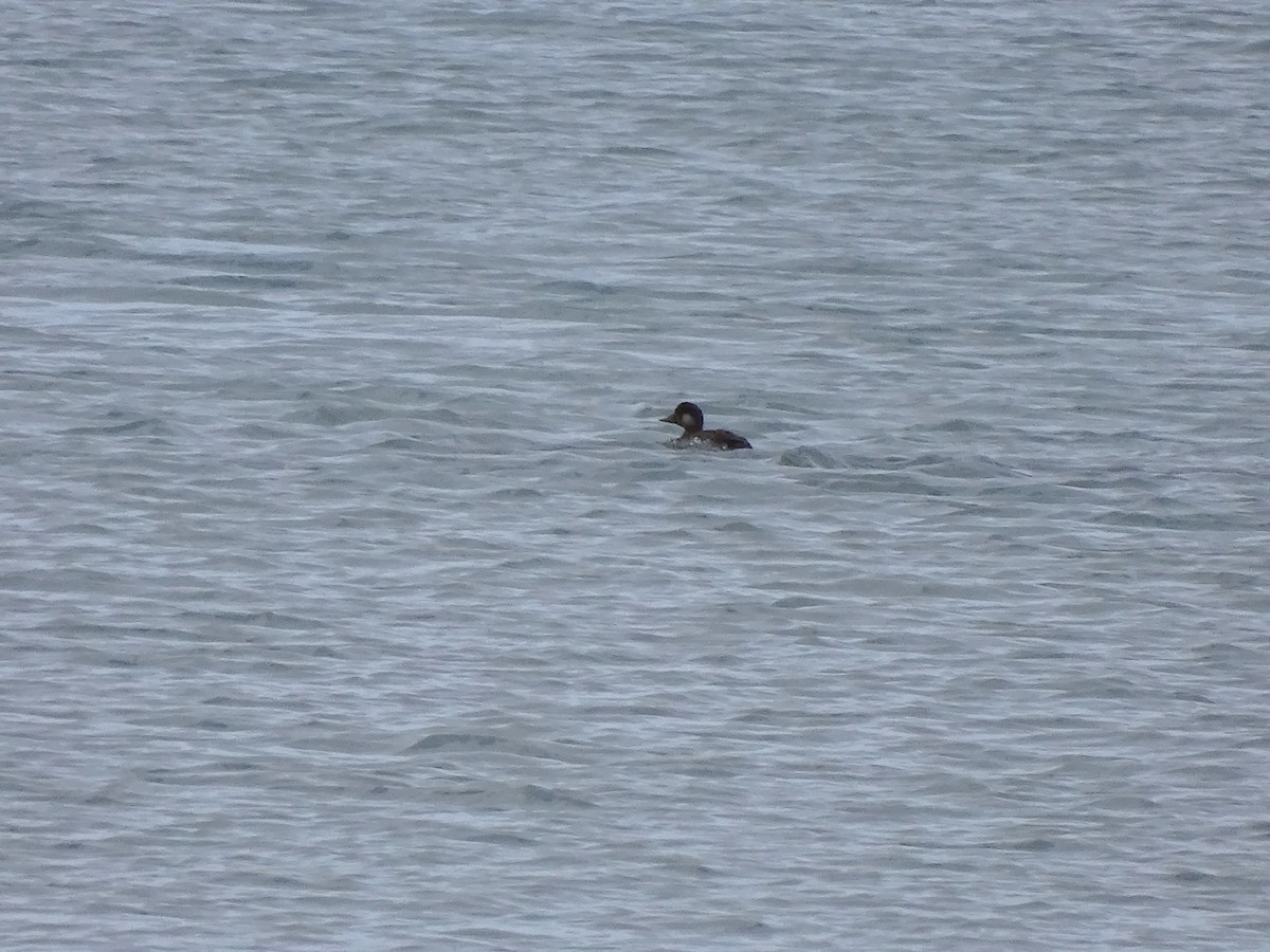 Common Scoter - Ángel Bereje Guidault