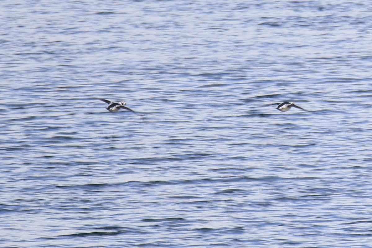 Long-tailed Duck - ML613002046